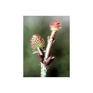 lymphea2235904